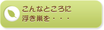 こんなところに浮き巣を・・・