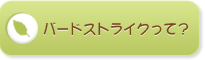 バードストライクって？